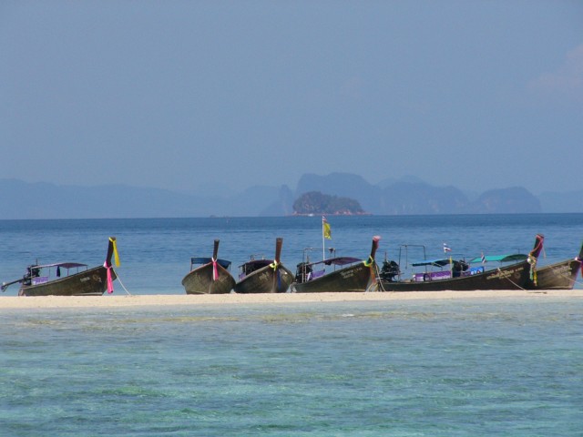 longtails on sandbar